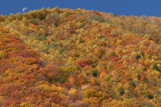 紅葉の山