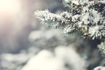 Fir Branch With Snow And Sun Flare During Winter