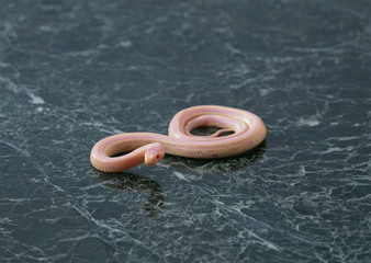 Snake