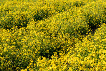 Field of Chrysanthemum