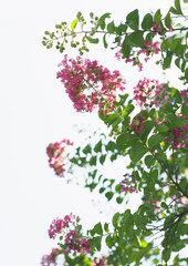 Crape myrtle