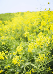 Obraz premium Mustard Field 