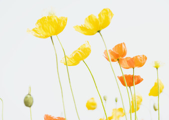 Obraz premium Poppy field