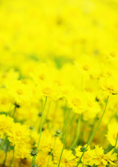 Obraz premium Lanceolata tickseed