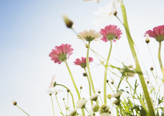 Transvaal Daisy and Marguerite