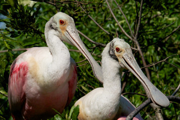A breeding pair of Roseate Spoonbills.