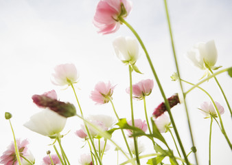 Ranunculus and Crimson clover