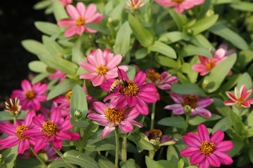 Fototapeta na wymiar bee with chrysanthemum flowers