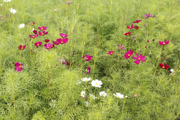 Cosmos, Mexican aster