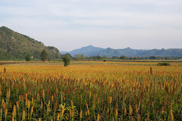 Millet, sorghum seed grass field in evening sky.