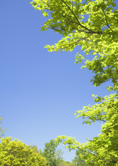 Blue sky and trees