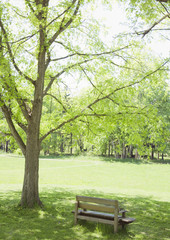 Fototapeta na wymiar A bench under the shade of the trees