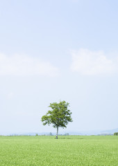 Fototapeta na wymiar Blue sky and a tree
