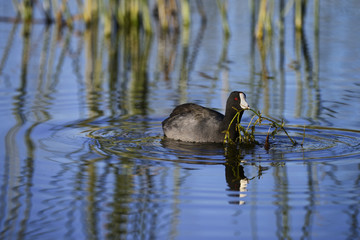 American Coot