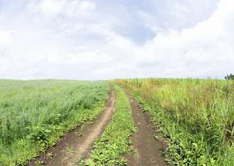 Fototapeta na wymiar Blue sky and the path in field