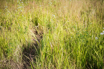 Path way in green field mass of reeds or grass.. Selective focus
