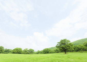 Fototapeta na wymiar Blue sky and field of grass