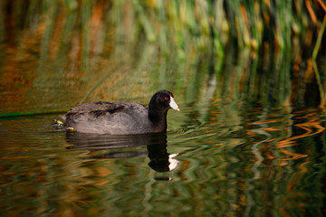 American Coot