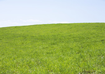Blue sky and the field of grass
