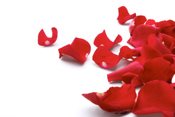 Red rose petals isolated on white background