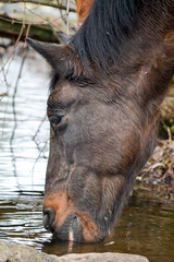 Liver chestnut horse drinking water