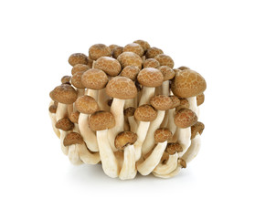 Brown beech mushrooms, Shimeji mushroom, Edible mushroom isolate