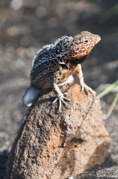 Lava lizard (Microlophus albemarlensis), Port Egas (James Bay), Isla Santiago (Santiago Island), Galapagos Islands, Ecuador