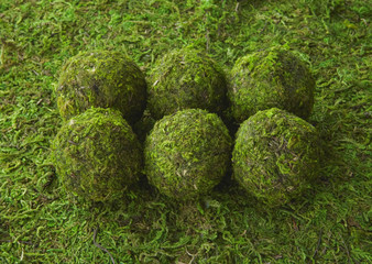 Moss balls