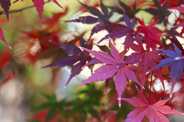 Japanese maple tree red leaves with green background.