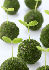 Shoots coming out from moss balls