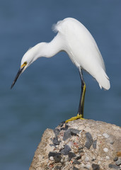Snowy Egret hunting for fish from a seawall - Florida