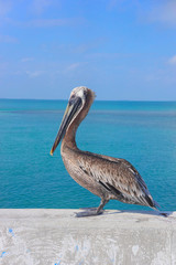 A Pelican quietly standing on a stone wall with the amazingly blue ocean as a background at the Seven Mile Bridge in Florida