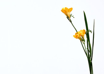 Bridal & Celebratory occasions