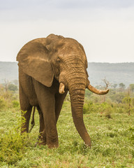 Obraz na płótnie Canvas african bush elephant in a green savannah in Kruger park