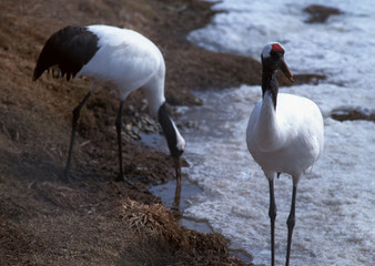 Japanese Crane