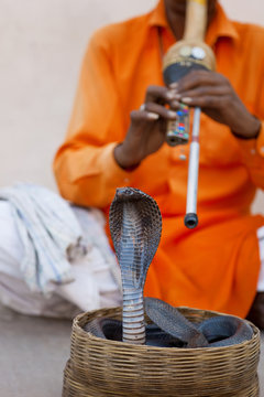 Cobra snake charmer outside the City Palace, Jaipur, Rajasthan