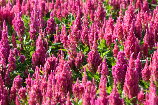Pink Celosia argentea in the garden.