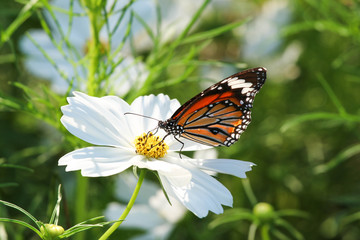 Butterfly and cosmos flower.