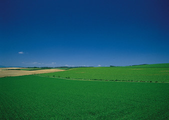 Grassy Plain