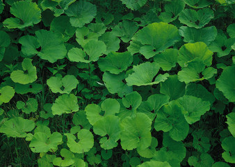 Leaf of Butterbur