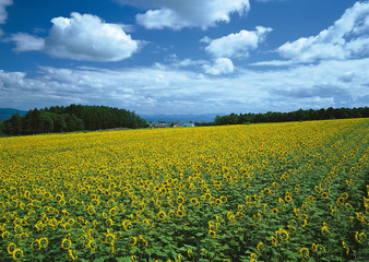 Obraz premium Sunflower Field