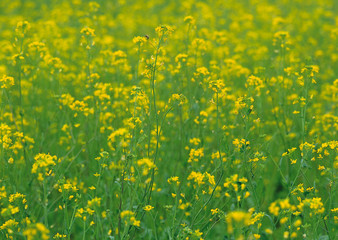 Fototapeta premium Field Mustard