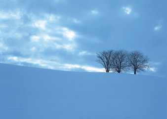 Fototapeta na wymiar Snowy Field and Tree