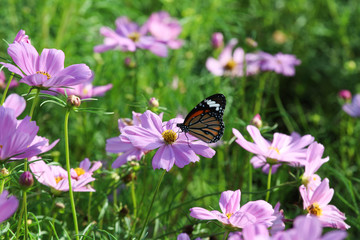 Fototapeta na wymiar Butterfly with flower Cosmos.