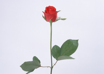 Obraz premium Rose