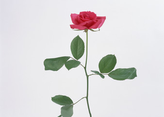 Naklejka premium Rose