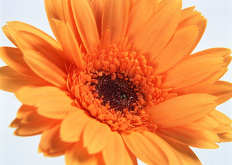 Gerbera
