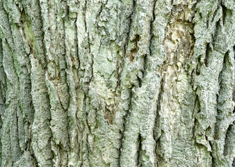 Bark
