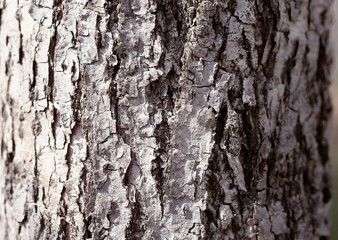 Japanese Linden
