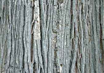 Japanese Elm